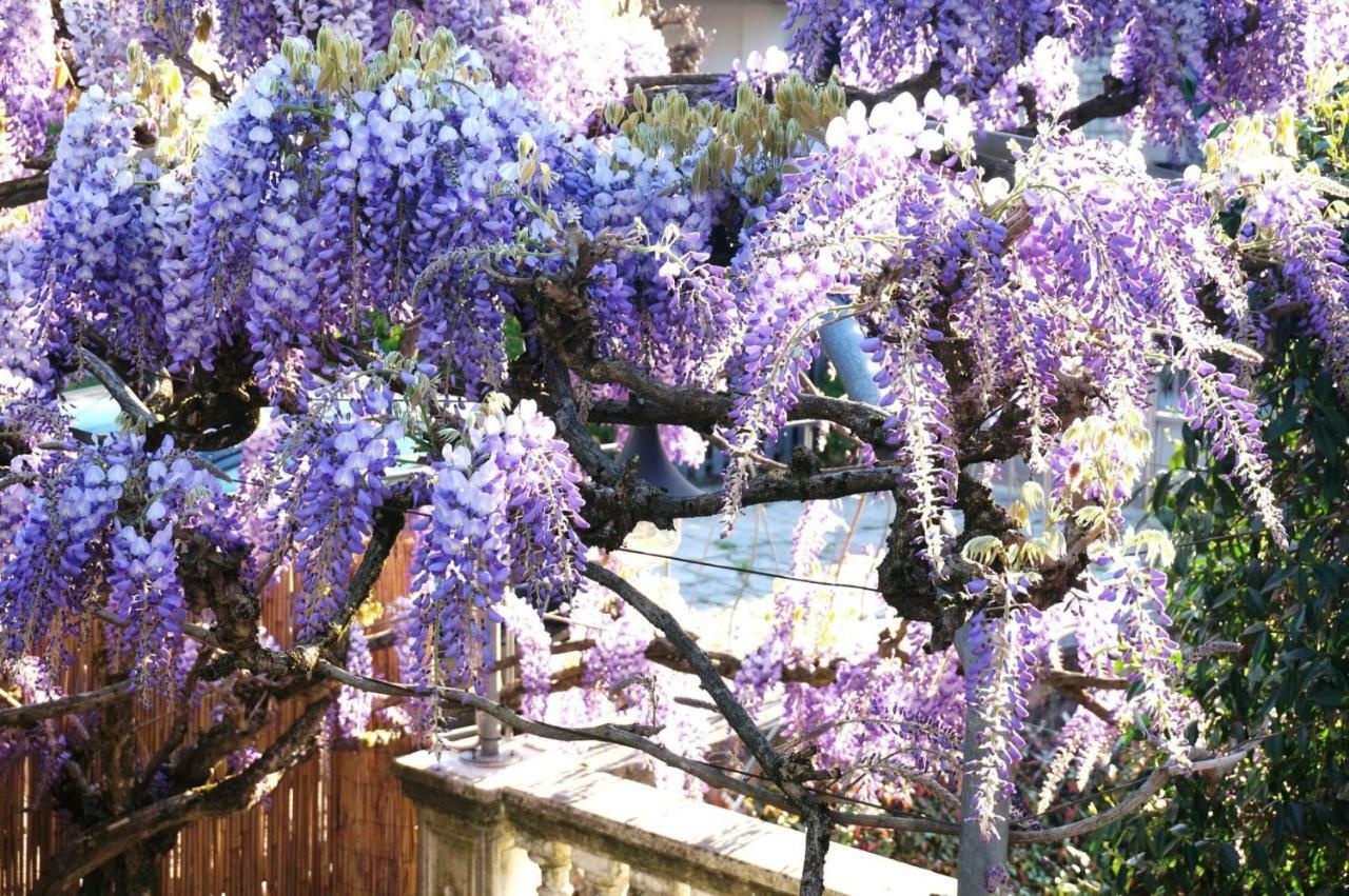 Il Glicine Di Lucca Lägenhet Exteriör bild